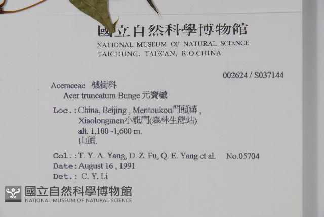 元寶槭藏品圖，第2張