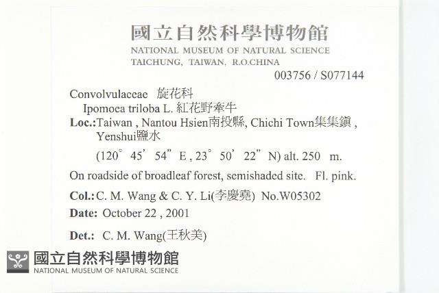 紅花野牽牛藏品圖，第2張