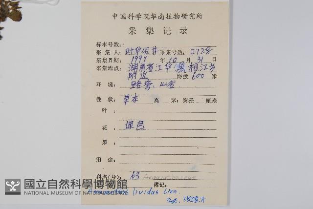 凹葉野莧菜藏品圖，第2張