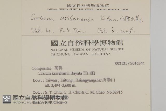 阿里山薊藏品圖，第2張