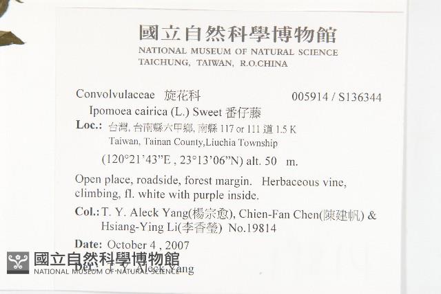 番仔藤藏品圖，第2張