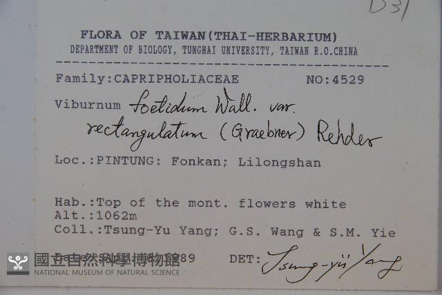 狹葉莢迷藏品圖，第2張