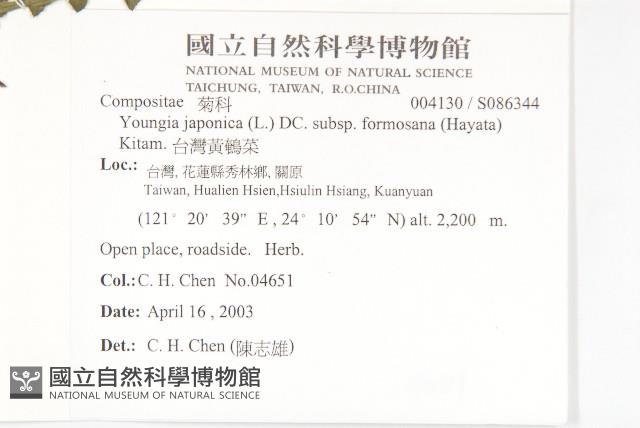 台灣黃鵪菜藏品圖，第2張