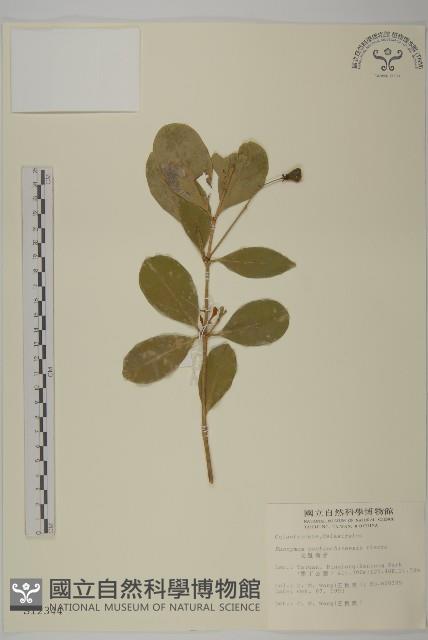 交趾衛矛藏品圖，第1張