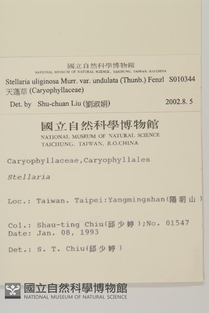 天蓬草藏品圖，第2張