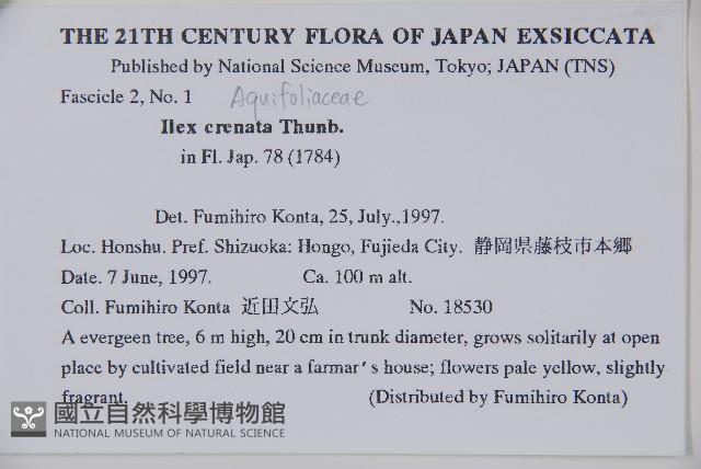 假黃楊藏品圖，第2張