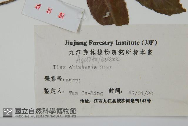 冬青藏品圖，第2張