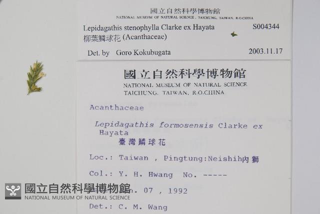 柳葉鱗球花藏品圖，第2張