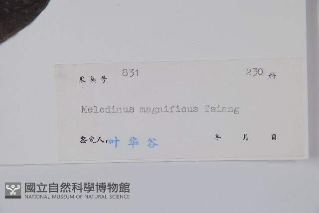 茶藤藏品圖，第2張