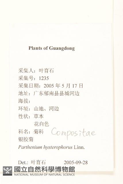 銀膠菊藏品圖，第2張