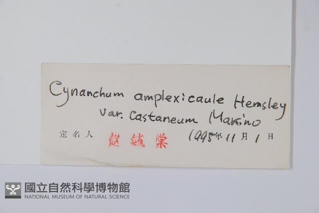 紫花合掌消藏品圖，第2張