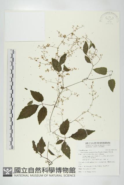 絞股藍藏品圖，第1張