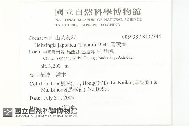 青莢葉藏品圖，第2張