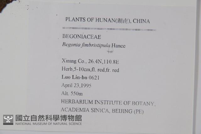 紫背天葵藏品圖，第2張