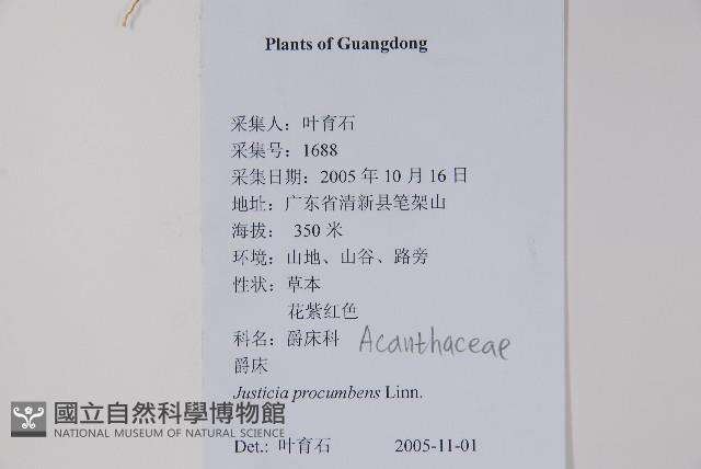 爵床藏品圖，第2張