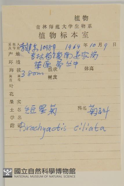 短星菊藏品圖，第2張