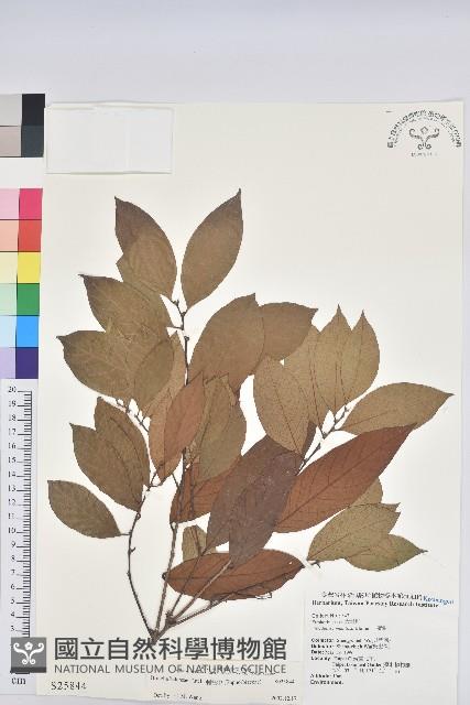 刺杜密藏品圖，第1張