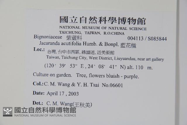 藍花楹藏品圖，第2張