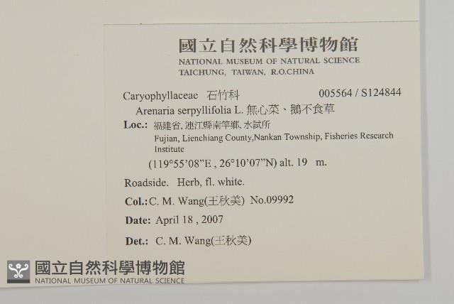 無心菜、鵝不食草藏品圖，第2張