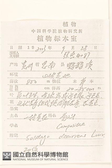 一枝黃花藏品圖，第2張