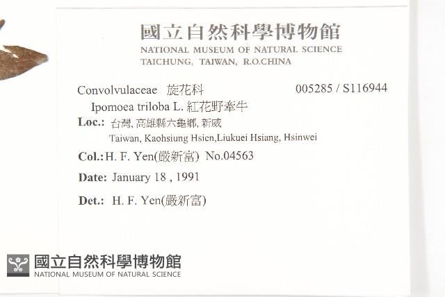 紅花野牽牛藏品圖，第2張