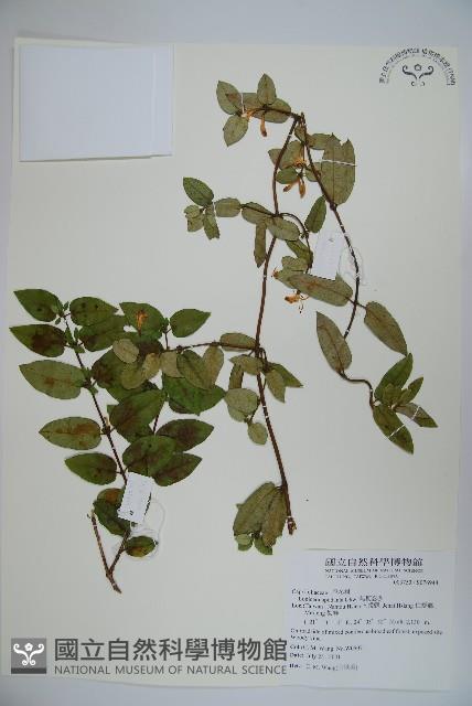 無梗忍冬藏品圖，第1張