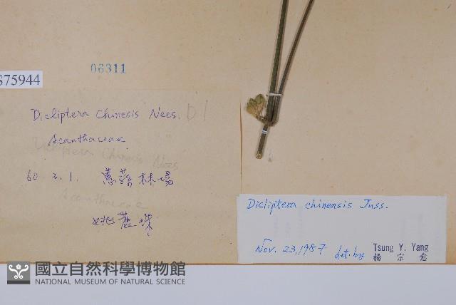 華九頭獅子草藏品圖，第2張