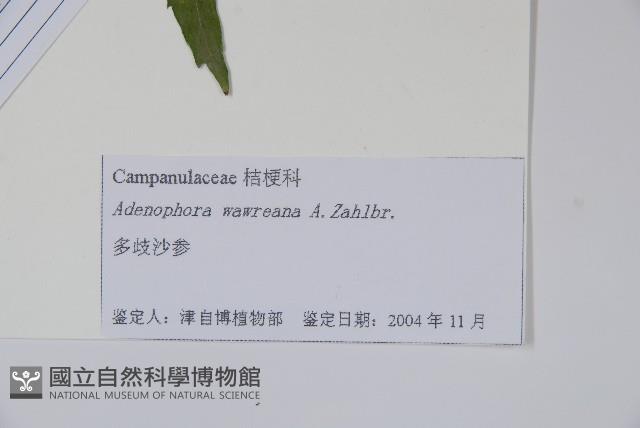 多歧沙參藏品圖，第2張