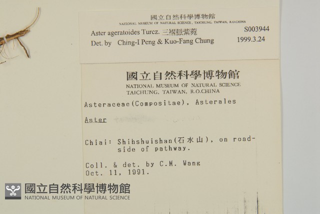 山白蘭藏品圖，第2張
