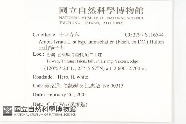 玉山筷子芥藏品圖，第2張