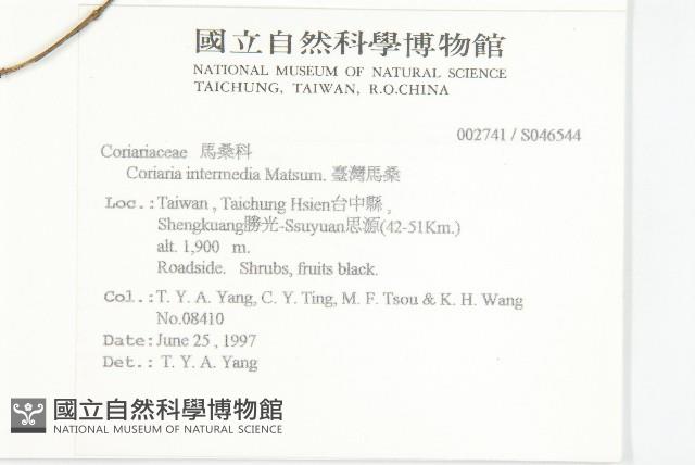 臺灣馬桑藏品圖，第2張