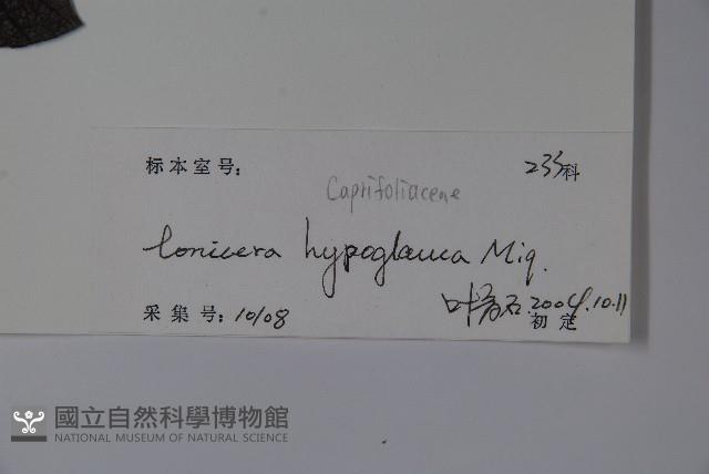 裡白忍冬、紅腺忍冬藏品圖，第2張