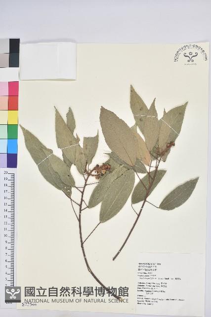 粗糠柴藏品圖，第1張