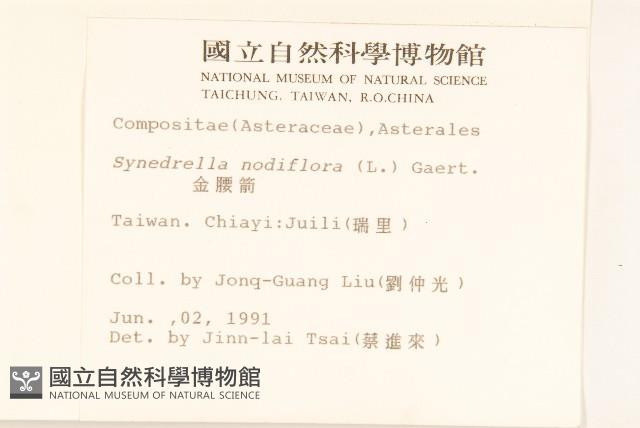 金腰箭藏品圖，第2張