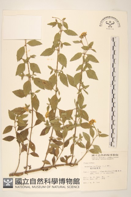 雙花蟛蜞菊藏品圖，第1張