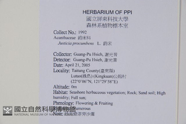 爵床藏品圖，第2張