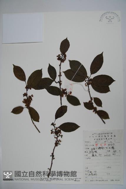 鐵冬青藏品圖，第1張