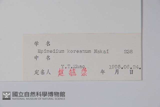 謠羊藿藏品圖，第2張