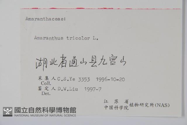 雁來紅、紅莧、老少年藏品圖，第2張