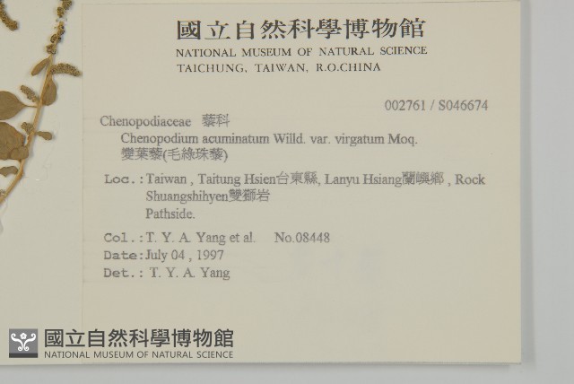變葉藜、毛綠珠藜藏品圖，第2張