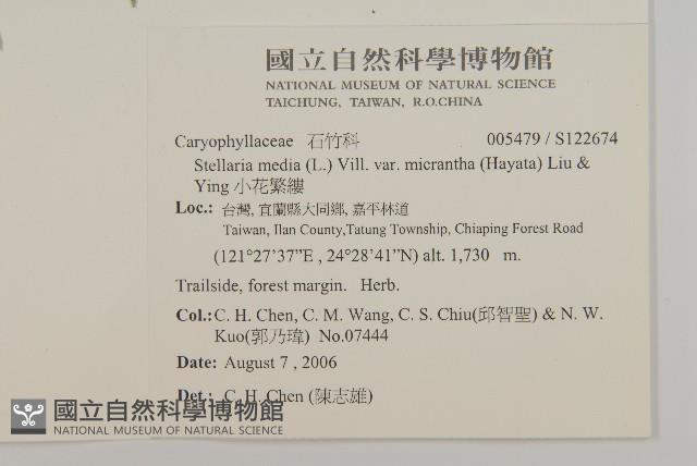 小花繁縷藏品圖，第2張