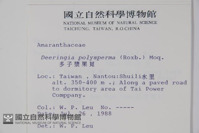 多子漿果莧藏品圖，第2張