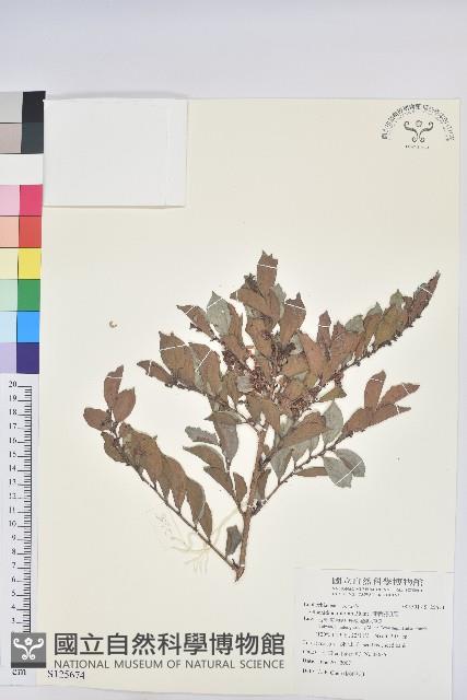 細葉饅頭果藏品圖，第1張