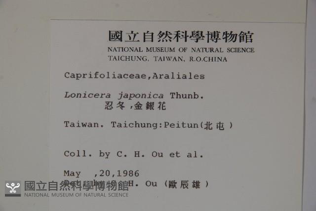 忍冬、金銀花藏品圖，第2張