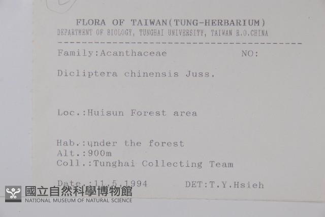 華九頭獅子草藏品圖，第2張