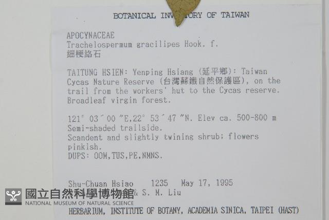 Slender stem star jasmine Collection Image, Figure 2, Total 2 Figures