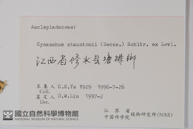 柳葉白前藏品圖，第2張