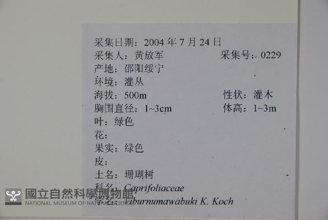 珊瑚樹藏品圖，第2張