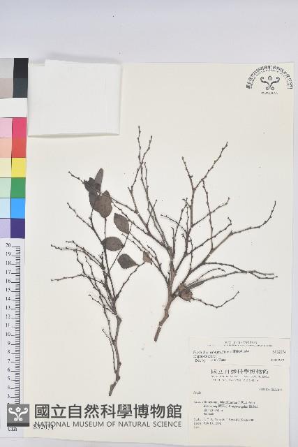 細葉饅頭果藏品圖，第1張