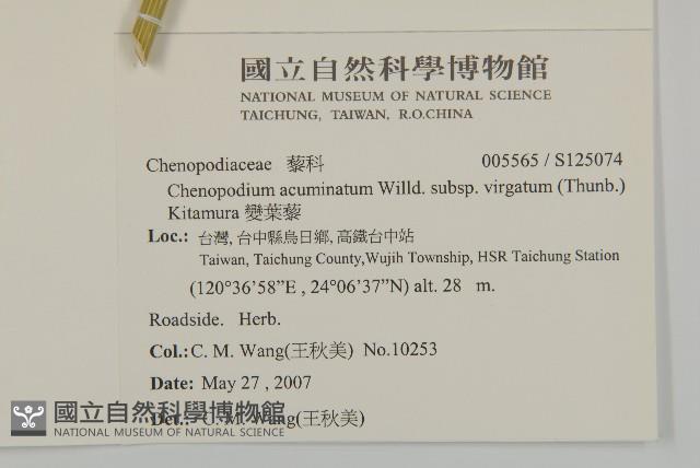 變葉藜藏品圖，第2張